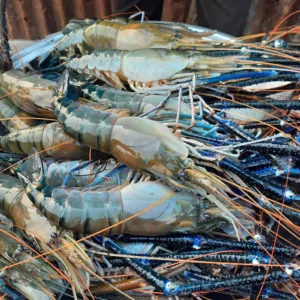 ৫ কেজি গলদা চিংড়ি  ৫/6 পিসে কেজি