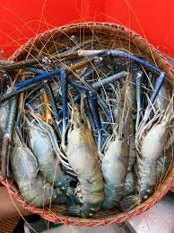 ৫ কেজি গলদা চিংড়ি ৫/6 পিসে কেজি